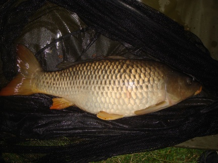 common carp pictures. 2010 a lovely common carp.