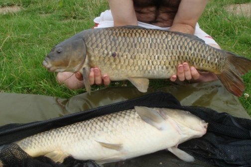A brace of commons both over ten pounds, caught from Pool Hall Runs Water