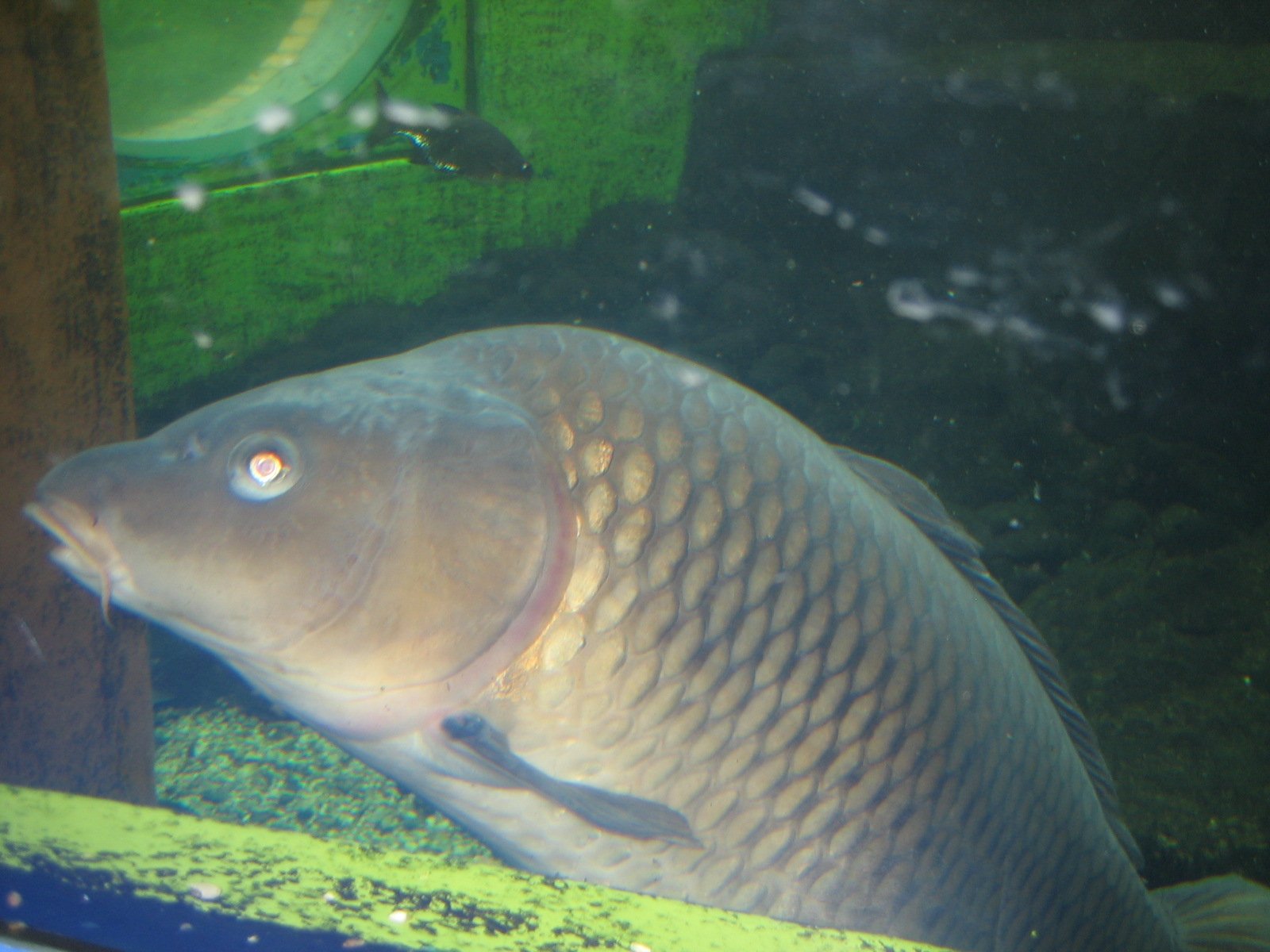 Image of carp after eating particles